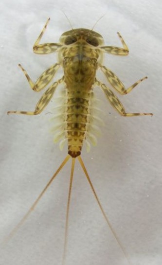 Faszination Biologie