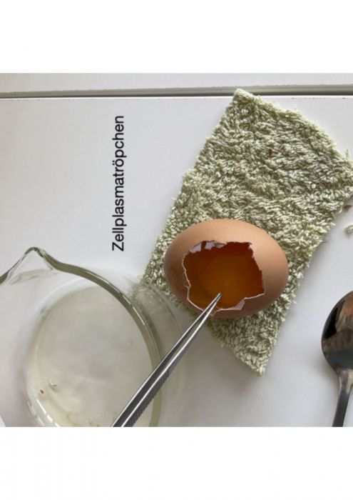 bild 4 huehnerexperiment 495x700