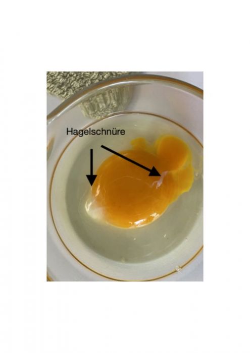 bild 6 huehnerexperiment 495x700