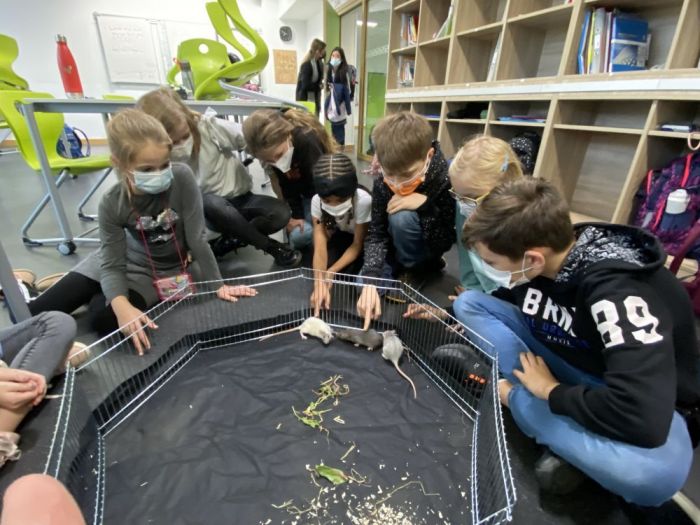 klassentier5a 700x525